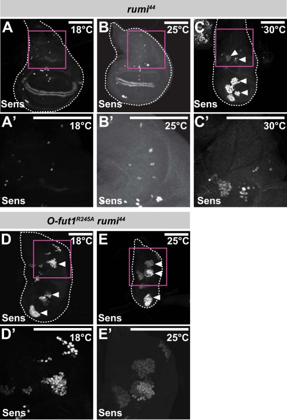 FIGURE 9.