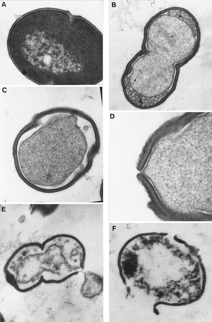 FIG. 5