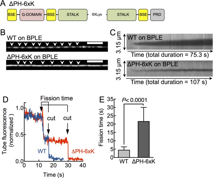 FIGURE 4: