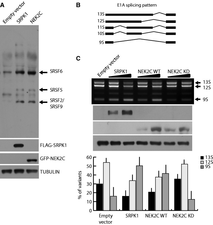 Figure 4.