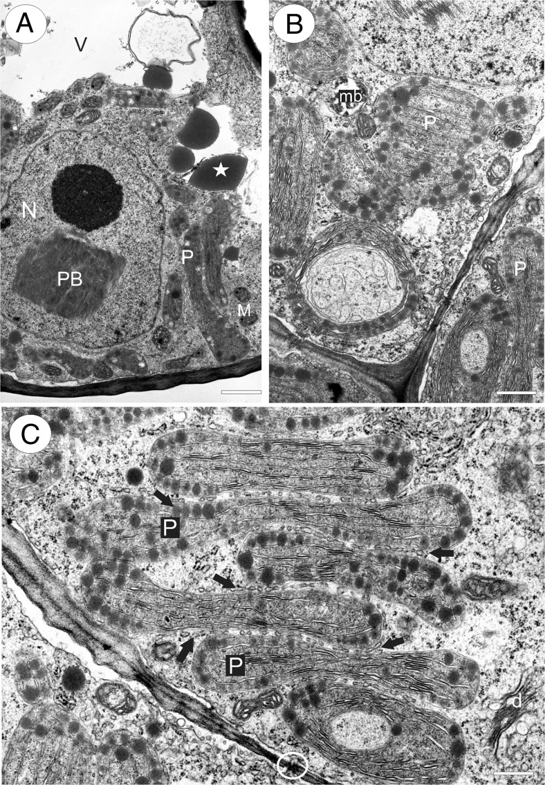 Fig. 6