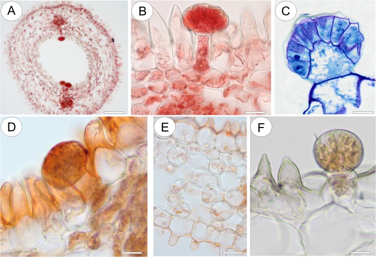 Fig. 12