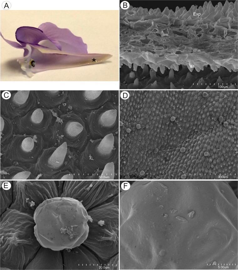 Fig. 11