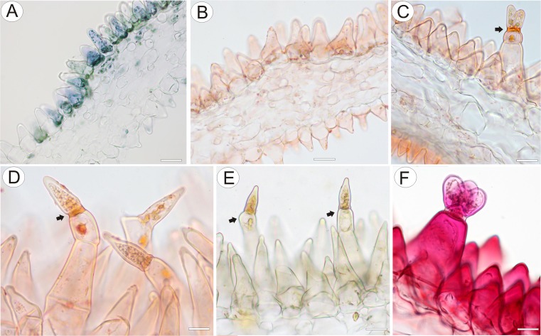 Fig. 10