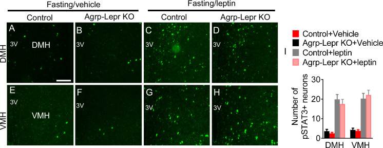 Figure 1—figure supplement 3.