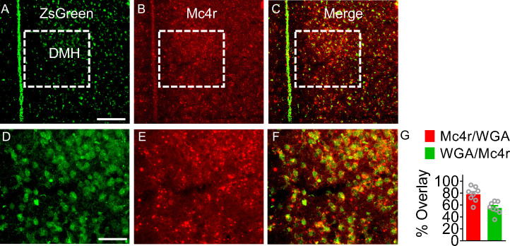 Figure 3—figure supplement 1.