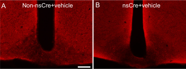 Figure 1—figure supplement 1.