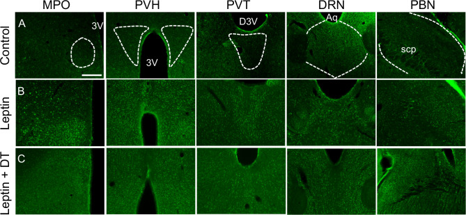 Figure 2—figure supplement 1.