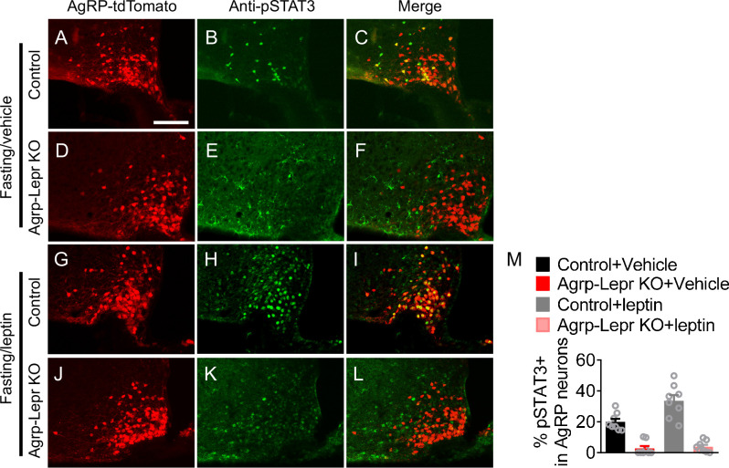 Figure 1—figure supplement 2.