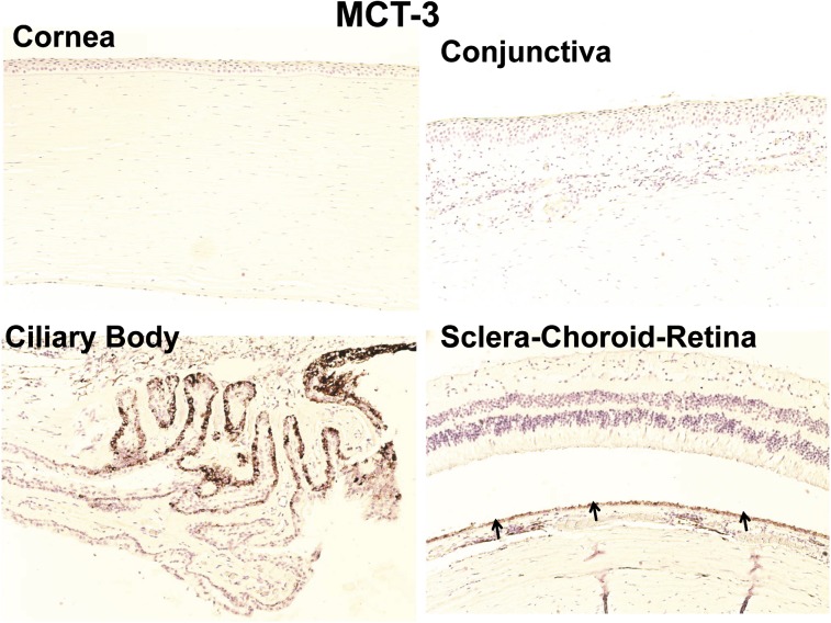 Fig. 9.