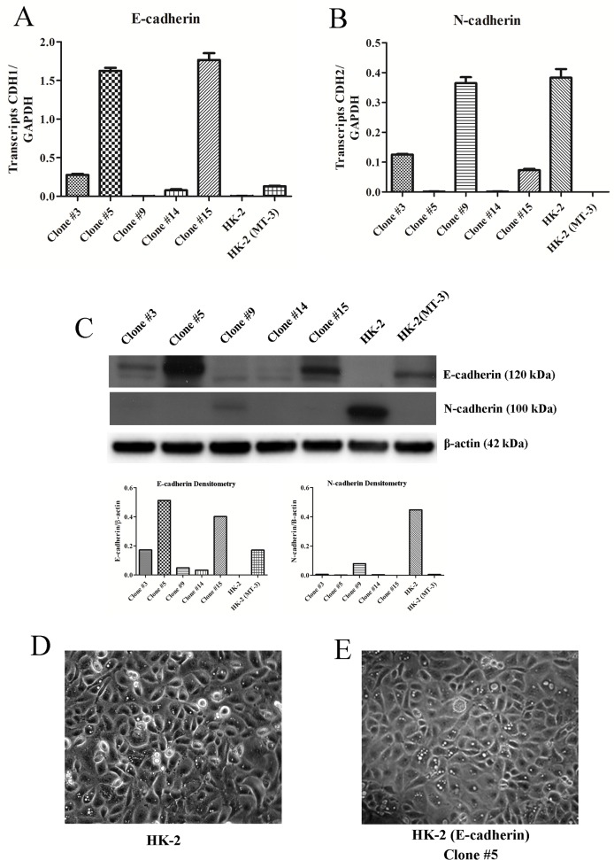 Fig 12