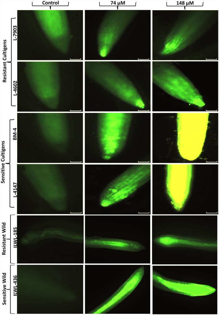 Fig 6