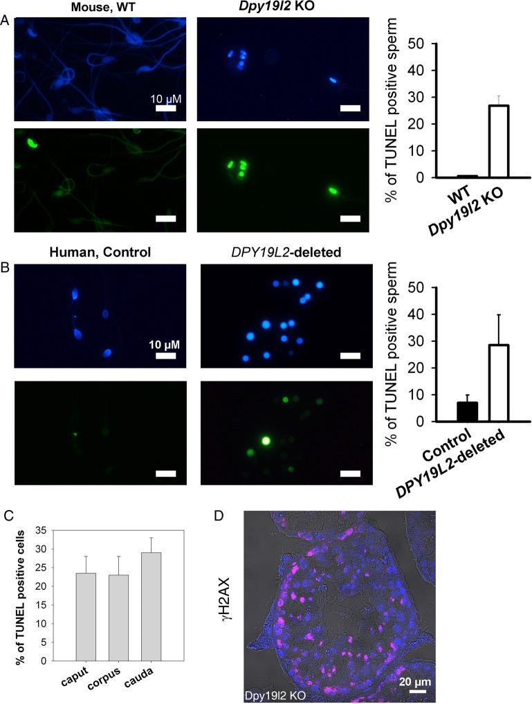 Figure 6