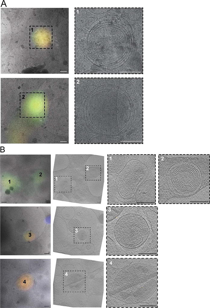 Fig. 3