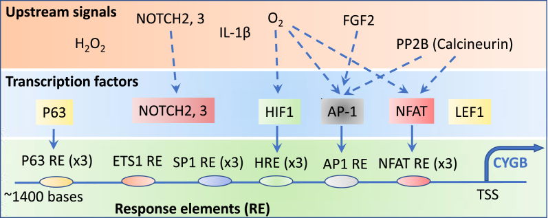 Fig. 5