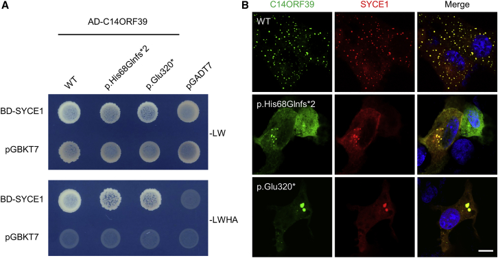 Figure 4