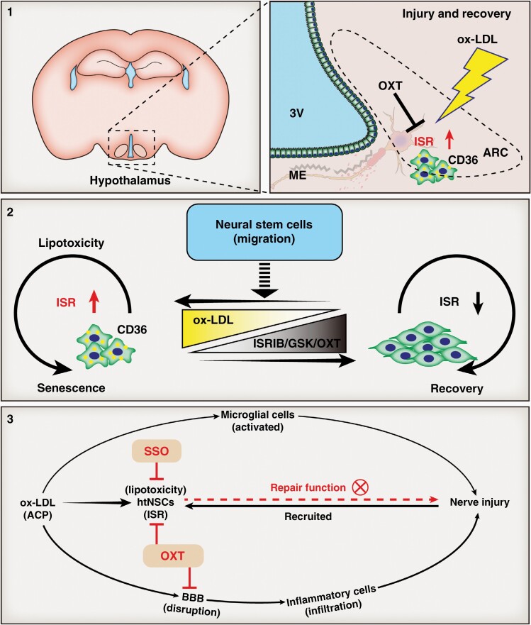 Graphical Abstract