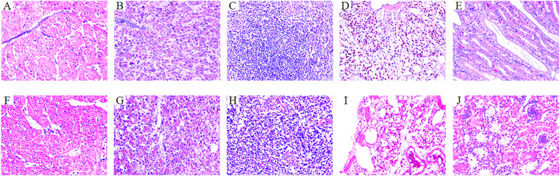 Fig. 10