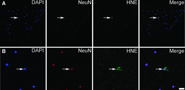 FIG. 7.