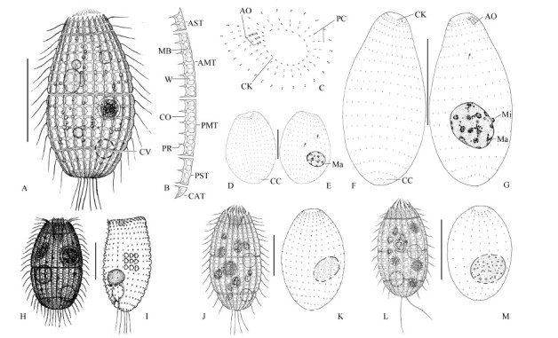 A: Lateral view of a typical individual. B: A row of plates showing the fine structure of five tier plates. C: Ciliary pattern at apical end of the body. D, E: Lateral view of the infraciliature, arrows indicate irregular ciliary rows. F, G: Lateral view of the infraciliature, arrow indicates irregular ciliary row. H, I: Lateral view of living individual and infraciliature of <italic>Levicoleps biwae biwae</italic>(from <xref ref-type="bibr" rid="b14-ZoolRes-37-3-176">Foissner <italic>et al</italic>., 2008</xref>). J, K: <italic>Levicoleps biwae jejuensis</italic> collected from Jeju Island(<xref ref-type="bibr" rid="b4-ZoolRes-37-3-176">Chen <italic>et al</italic>., 2016</xref>). L, M: <italic>Levicoleps taehwae</italic> collected from Taehwae River, South Korea(<xref ref-type="bibr" rid="b4-ZoolRes-37-3-176">Chen <italic>et al</italic>., 2016</xref>). Abbreviations: AO, adoral organelle; AMT, anterior main tier; AST, anterior secondary tier; CAT, caudal tier; CC, caudal cilia; CK, circumoral kinety; CO, ciliary outlet; CV, contractile vacuole; Ma, macronucleus; MB, midbar; Mi, micronucleus; PC, perioral ciliature; PMT, posterior main tier; PR, plate processes; PST, posteriorsecondary tier; W, plate windows. Scale bars=50 μm(A, D-G), 20 μm(H-M).