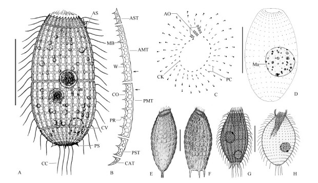 A: Lateral view shows body shape, smallish spines and characters of plates. B: Detailed structure of row of plates. C: Apical view of infraciliature, showing the ciliary pattern of the top end. D: Lateral view of the infraciliature. E, F: Lateral views of <italic>Coleps amphacanthus</italic>(from Noland 1925). G, H: Lateral views of living individual(G)and infraciliature(H)(from <xref ref-type="bibr" rid="b11-ZoolRes-37-3-176">Foissner &amp; O’onoghue, 1990</xref>). Abbreviations: AO, adoral organelle; AMT, anterior main tier; AS, anterior spine; AST, anterior secondary tier; CAT, caudal tier; CC, caudal cilia; CK, circumoral kinety; CO, ciliary outlet; CV, contractile vacuole; Ma, macronucleus; MB, midbar; PC, perioral ciliature; PMT, posterior main tier; PR, plate processes; PS, posterior spine; PST, posterior secondary tier; W, plate windows. Scale bars=50 μm(A, D), 30 μm(E, F), 40 μm(G, H).