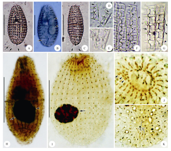 A: Lateral view of a typical individual, arrows mark caudal cilia. B: Lateral view, showing contractile vacuoles(arrow)and food vacuoles(arrowheads). C: Lateral view of a slender individual, arrows denote caudal cilia. D: Anterior secondary plates, arrows indicate pointed anterior end. E: Posterior secondary plate showing elongated windows. F, G: Anterior main plates(F)and posterior main plates(G), arrows mark ciliary outlets and arrowheads mark bulge. H: Lateral view of infraciliature, arrow marks macronucleus and arrowhead denotes micronucleus. I: Lateral view of a pressed specimen after protargol-impregnation, showing ciliary pattern, arrow marks macronucleus. J: Apical view, showing ciliary pattern at apical end, arrowheads denote three adoral organelles. K: Bottom view, showing caudal cilia. Abbreviation: CC, caudal cilia. Scale bars=50 μm.