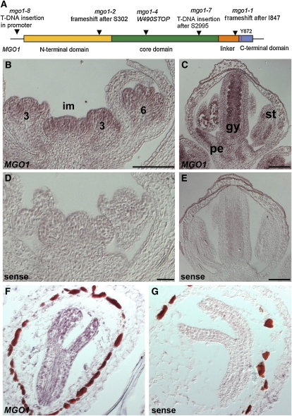 Figure 7.