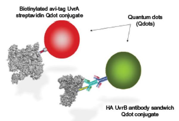 Fig. 4