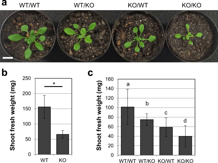 Fig. 2