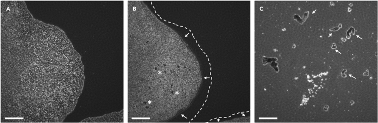 Figure 3