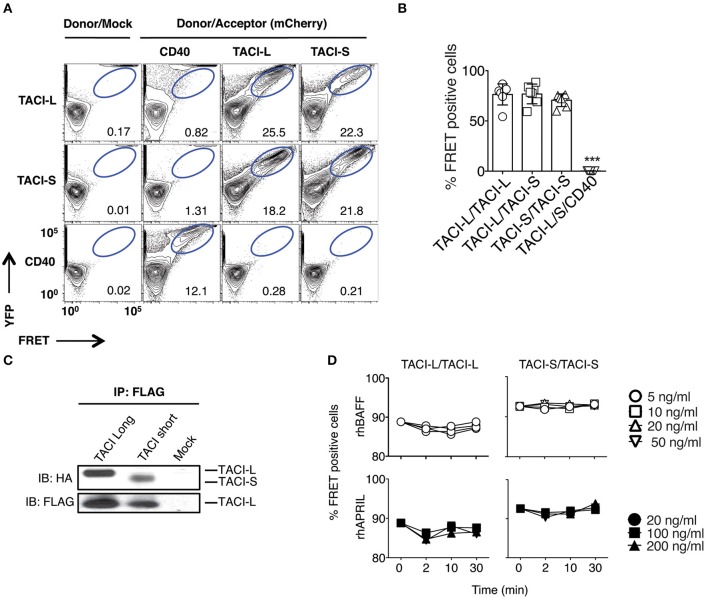 TACI Isoforms Regulate Ligand Binding and Receptor Function - PMC