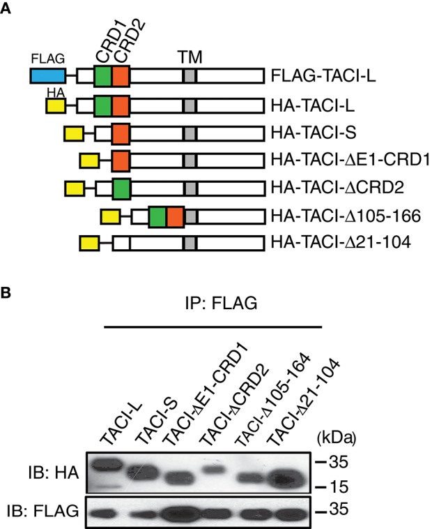 TACI Isoforms Regulate Ligand Binding and Receptor Function - PMC