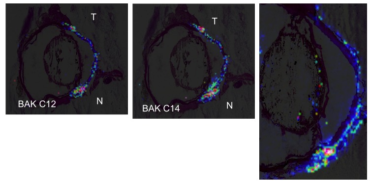 FIGURE 12