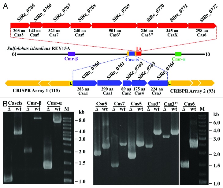 graphic file with name rna-10-738-g1.jpg