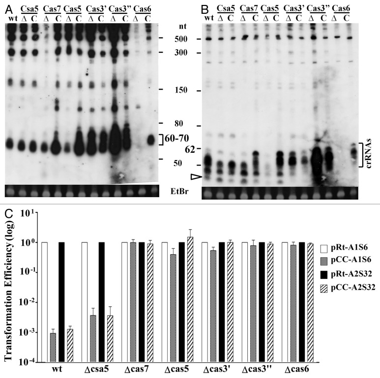 graphic file with name rna-10-738-g3.jpg