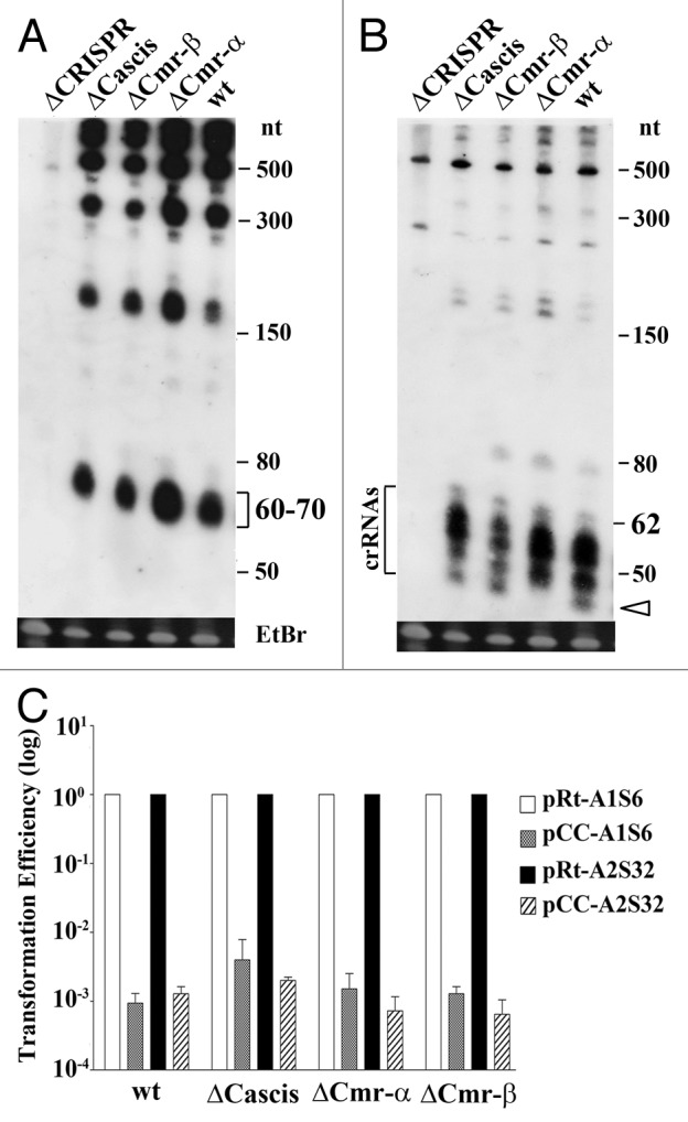 graphic file with name rna-10-738-g2.jpg