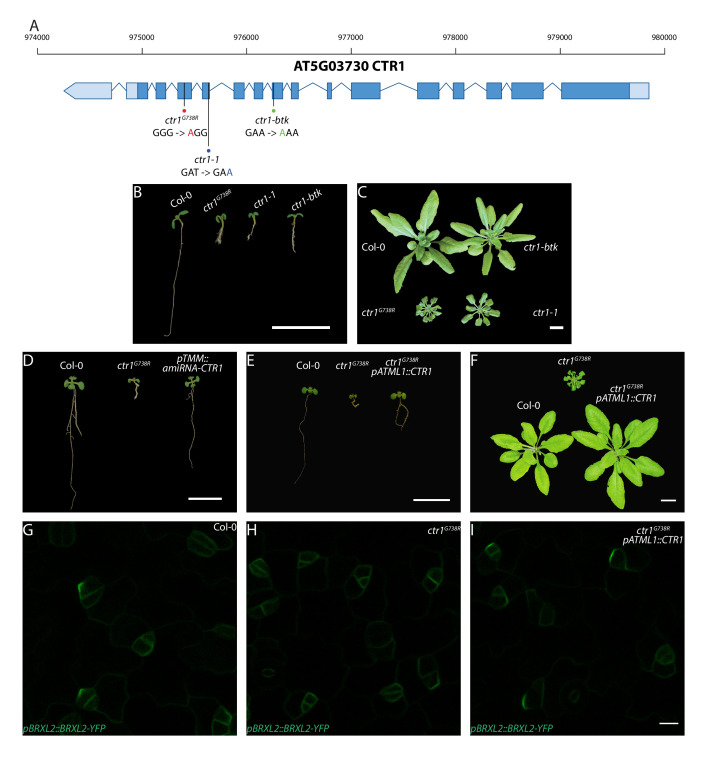 Figure 1—figure supplement 1.