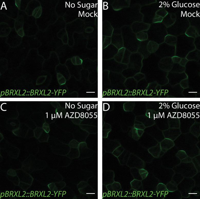 Figure 5—figure supplement 4.