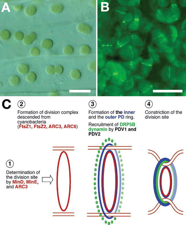 Figure 6.