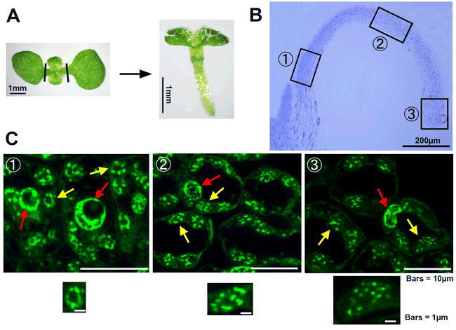 Figure 2.