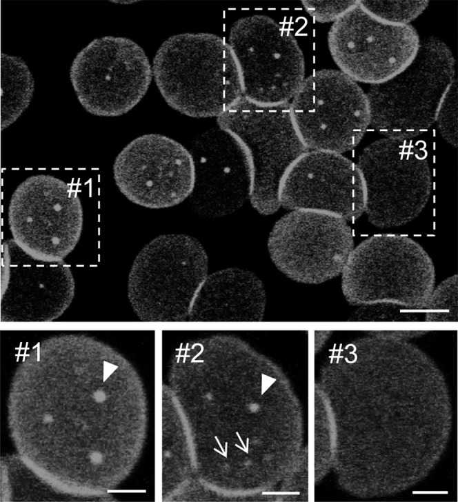 Fig. 7.