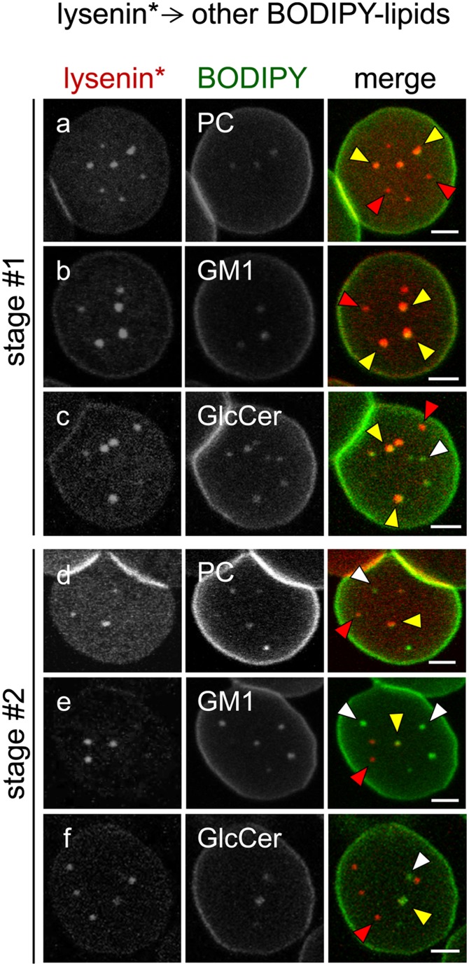 Fig. 8.