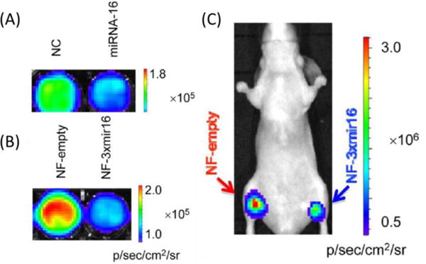 Fig. 17