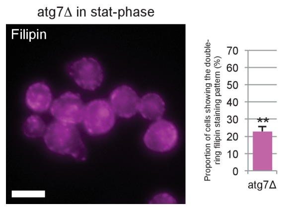 Figure 4—figure supplement 3.