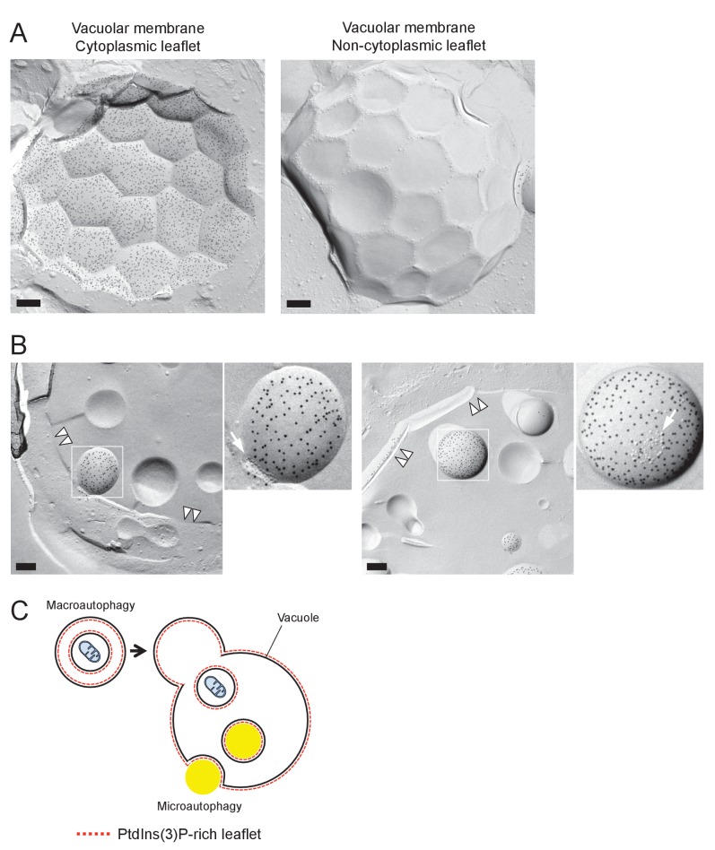 Figure 2—figure supplement 1.