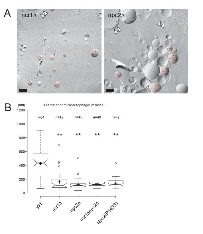 Figure 3—figure supplement 3.