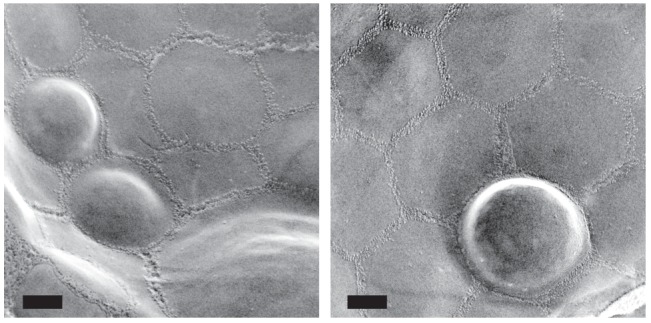 Figure 1—figure supplement 3.