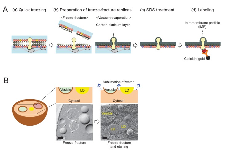 Figure 1—figure supplement 1.