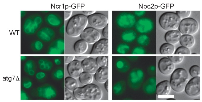 Figure 7—figure supplement 1.