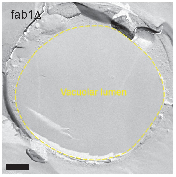 Figure 4—figure supplement 5.